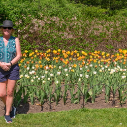 Tulip Festival 2020